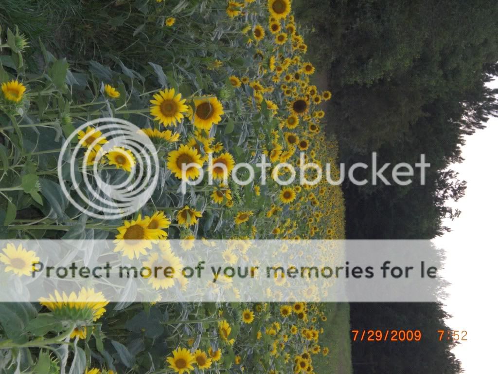 sunflowers for dove Mississippi Hunting and Fishing Forums