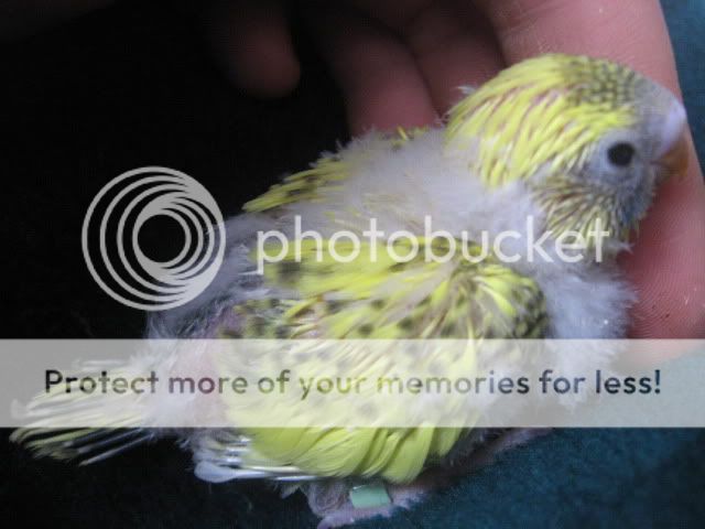 Babybudgies002.jpg