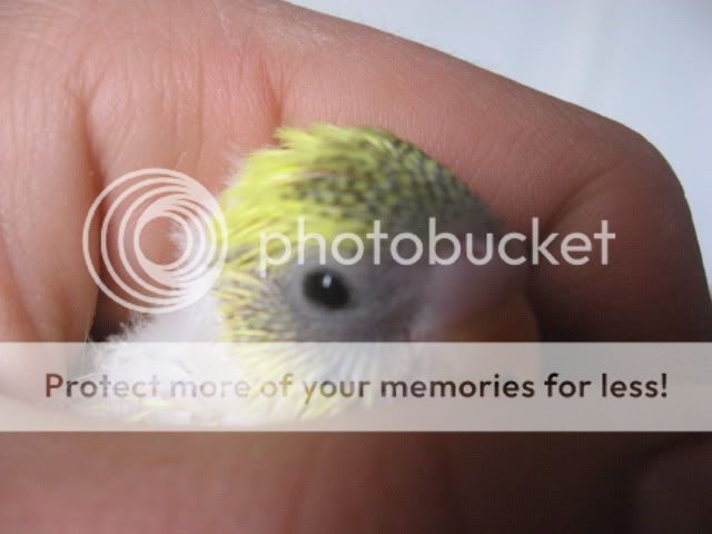 Babybudgies003.jpg