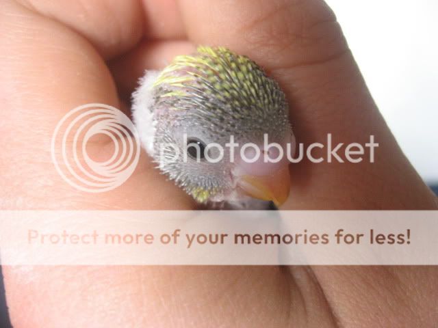 Babybudgies004.jpg