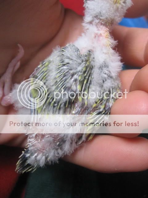 Babybudgies006.jpg