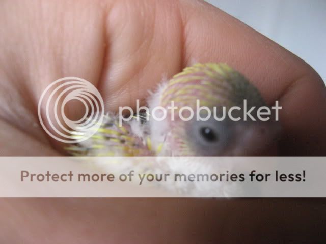 Babybudgies008.jpg