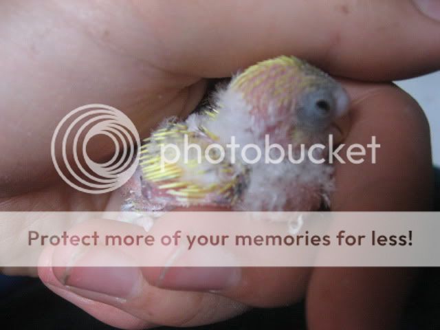 Babybudgies012.jpg