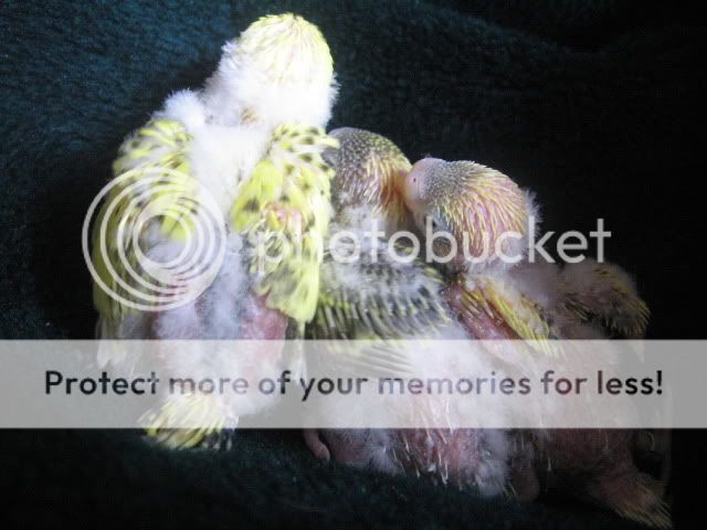 Babybudgies013.jpg
