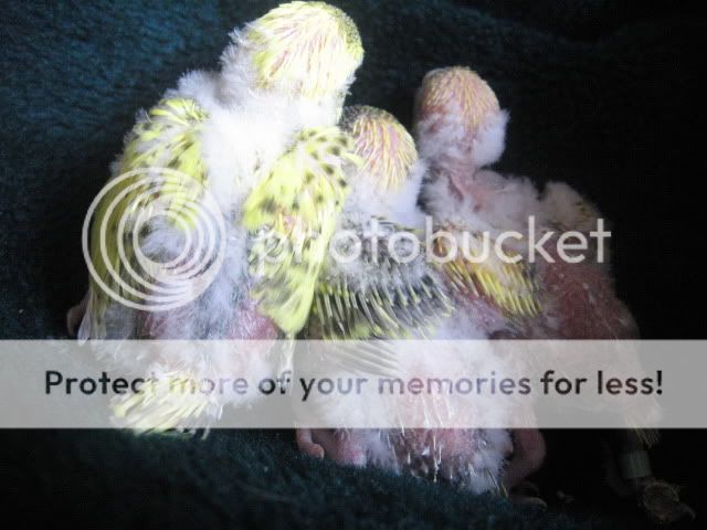 Babybudgies014.jpg