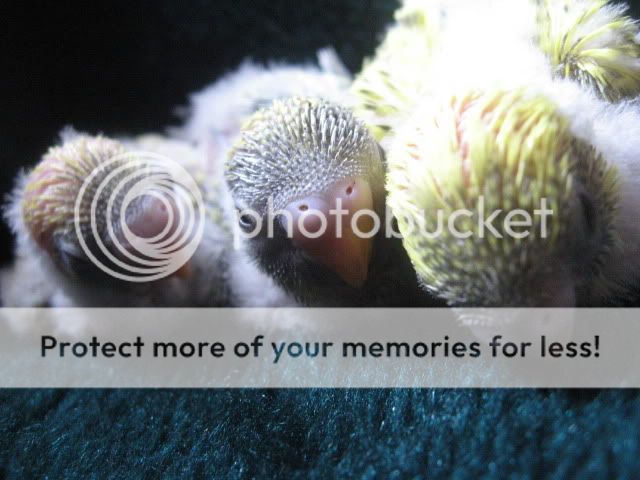 Babybudgies016.jpg
