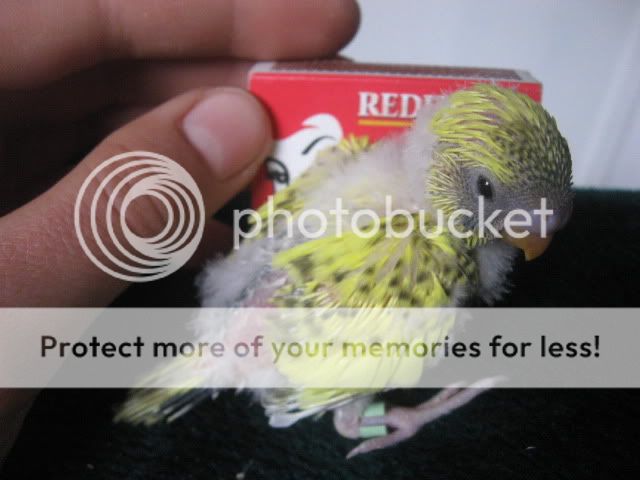 Babybudgies017.jpg