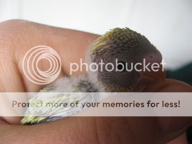 Babybudgies019.jpg