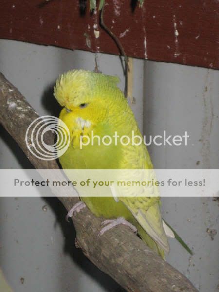 Birdies006.jpg