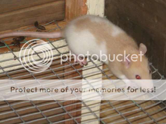 Myrattiesnewcage009.jpg