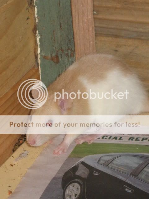 Myrattiesnewcage010.jpg
