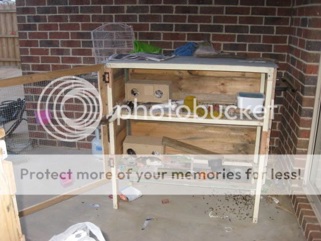 Myrattiesnewcage018.jpg
