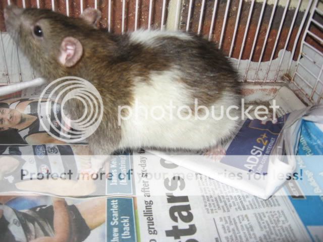Myrattiesnewcage022.jpg