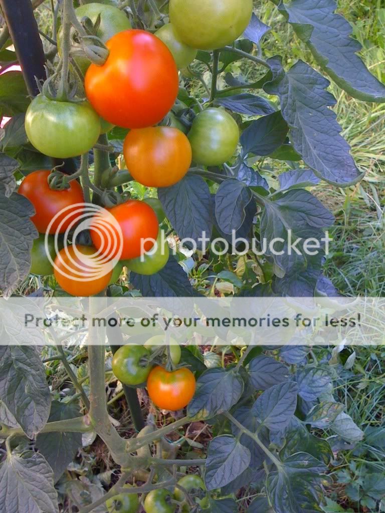 nature,tomato,red,green,iphone