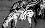 zebra-1.jpg image by FindStuff2