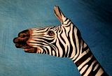 zebra.jpg image by FindStuff2