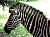 zebra4.jpg image by FindStuff2