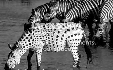  photo zebra-1.jpg