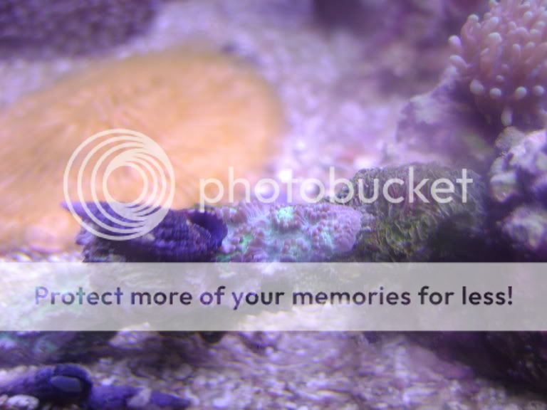 hydnophora care pictures reef