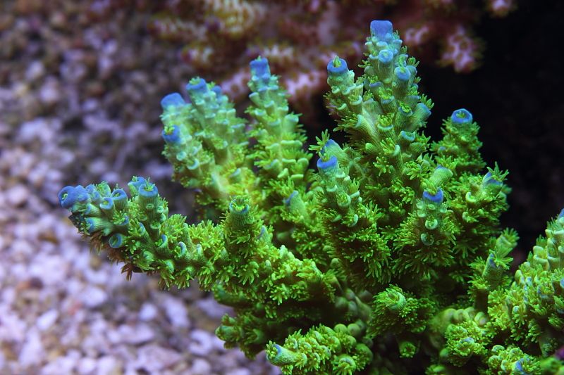 a reef in the