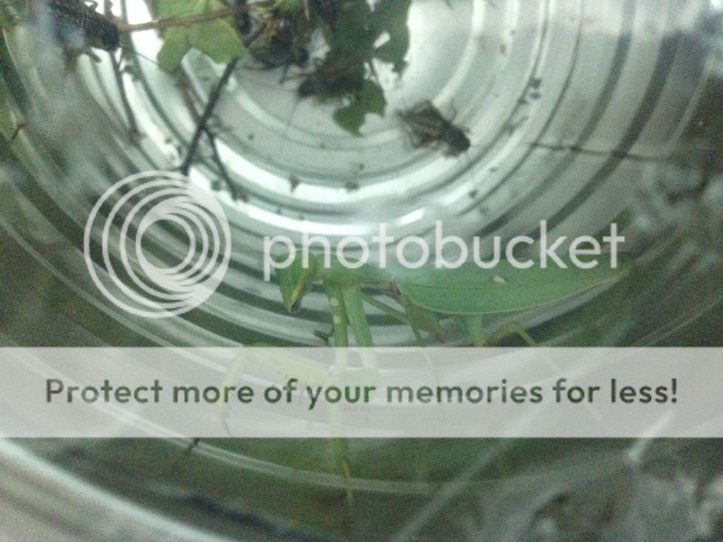 Bọ ngựa săn mồi lão luyện nuôi làm thú cưng, vật nuôi độc đáo, không đụng hàng - 1