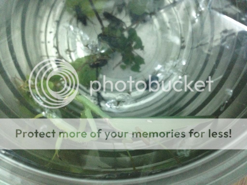 Bọ ngựa săn mồi lão luyện nuôi làm thú cưng, vật nuôi độc đáo, không đụng hàng - 3