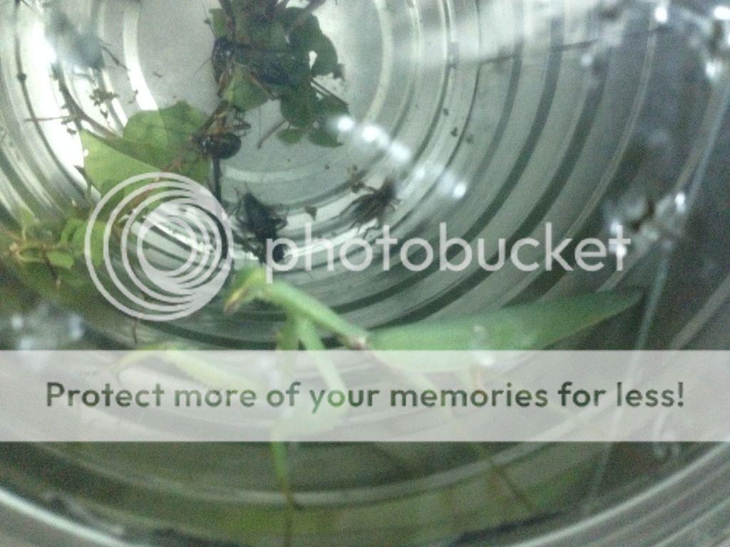 Bọ ngựa săn mồi lão luyện nuôi làm thú cưng, vật nuôi độc đáo, không đụng hàng - 4