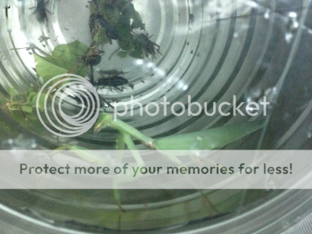 Bọ ngựa săn mồi lão luyện nuôi làm thú cưng, vật nuôi độc đáo, không đụng hàng - 5