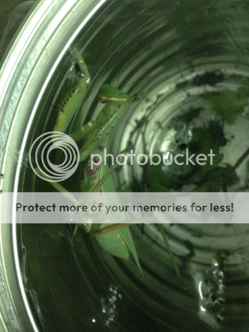 Bọ ngựa săn mồi lão luyện nuôi làm thú cưng, vật nuôi độc đáo, không đụng hàng