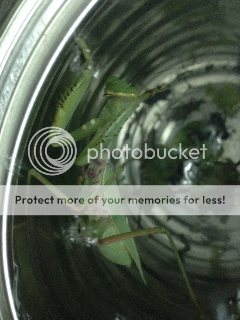 Bọ ngựa săn mồi lão luyện nuôi làm thú cưng, vật nuôi độc đáo, không đụng hàng - 7