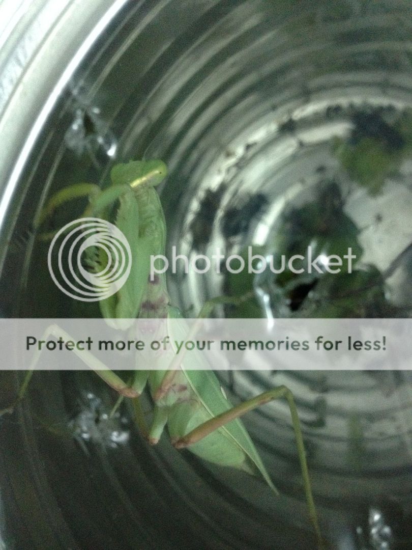 Bọ ngựa săn mồi lão luyện nuôi làm thú cưng, vật nuôi độc đáo, không đụng hàng - 8