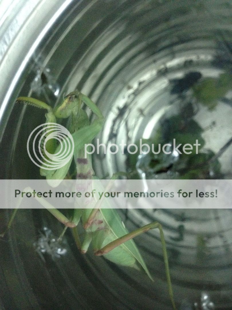 Bọ ngựa săn mồi lão luyện nuôi làm thú cưng, vật nuôi độc đáo, không đụng hàng - 9