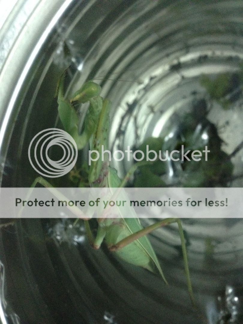 Bọ ngựa săn mồi lão luyện nuôi làm thú cưng, vật nuôi độc đáo, không đụng hàng - 10