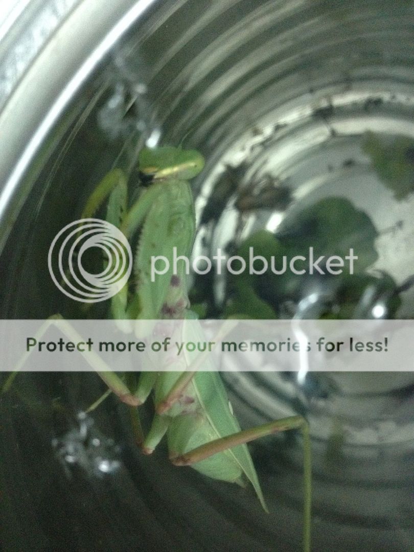 Bọ ngựa săn mồi lão luyện nuôi làm thú cưng, vật nuôi độc đáo, không đụng hàng - 11